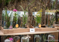 Allerlei soorten orchideeën worden er gebruikt in het Cocoon concept.